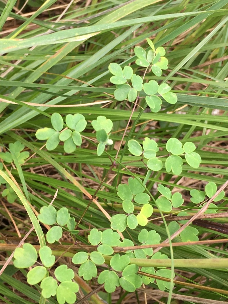 Piedmont Meadow-Rue