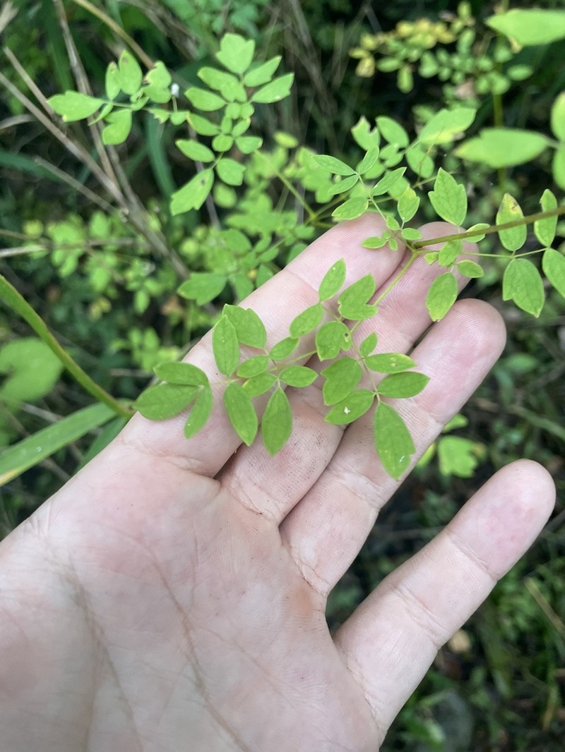Piedmont Meadow-Rue photo 2