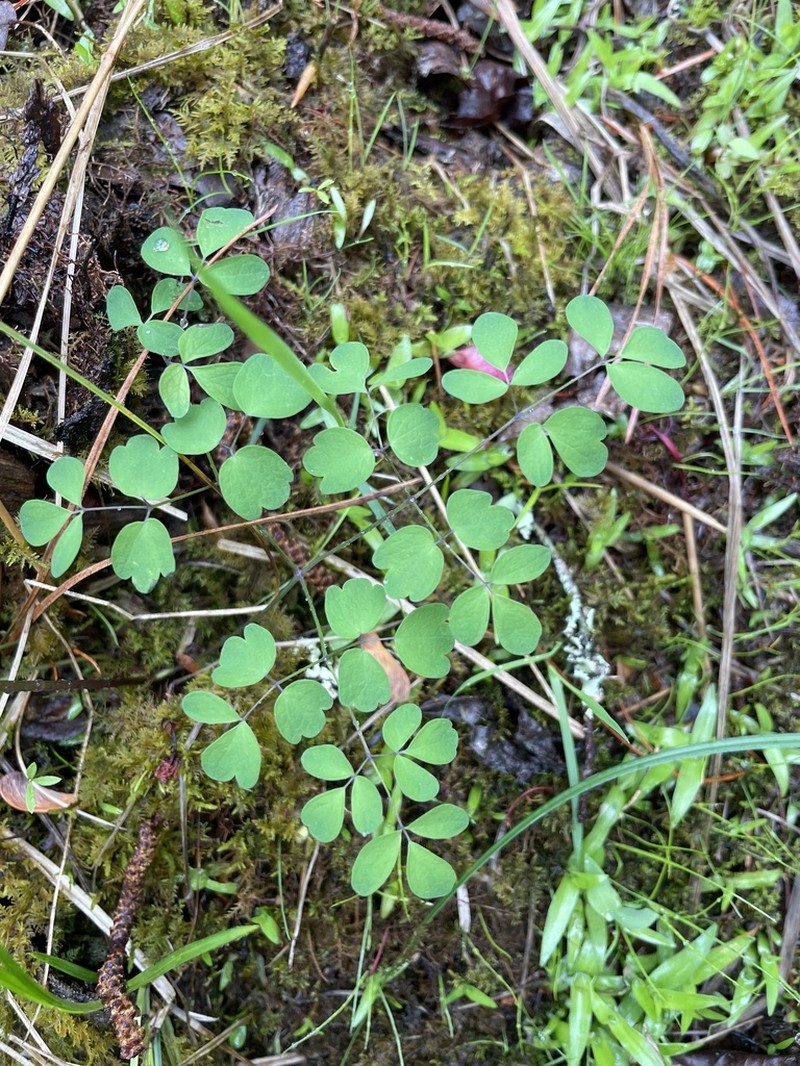 Piedmont Meadow-Rue photo 3