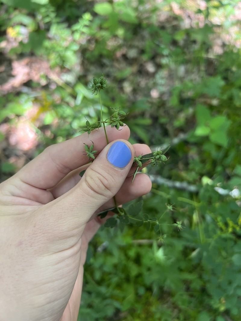 Piedmont Meadow-Rue photo 4