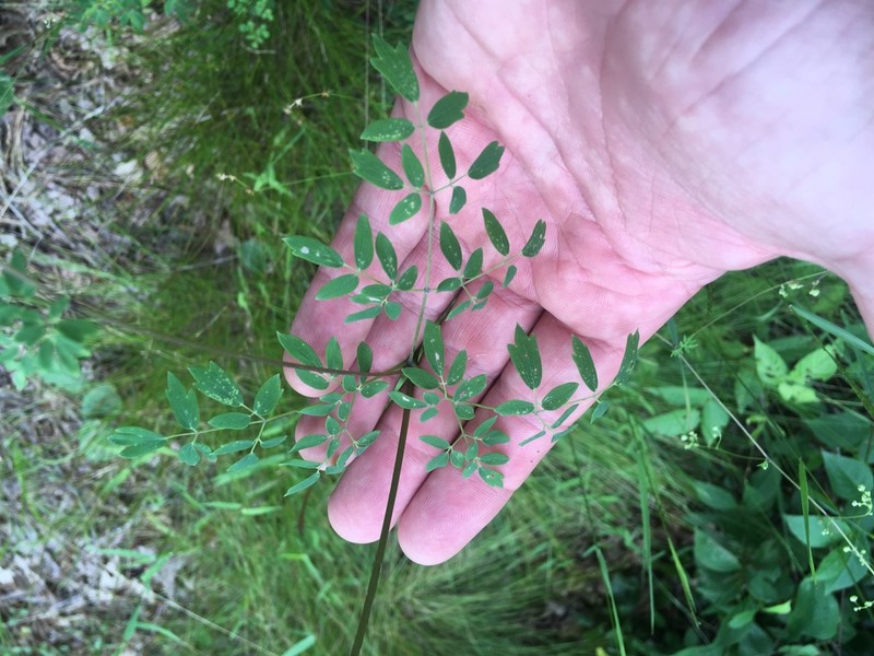 Piedmont Meadow-Rue photo 5