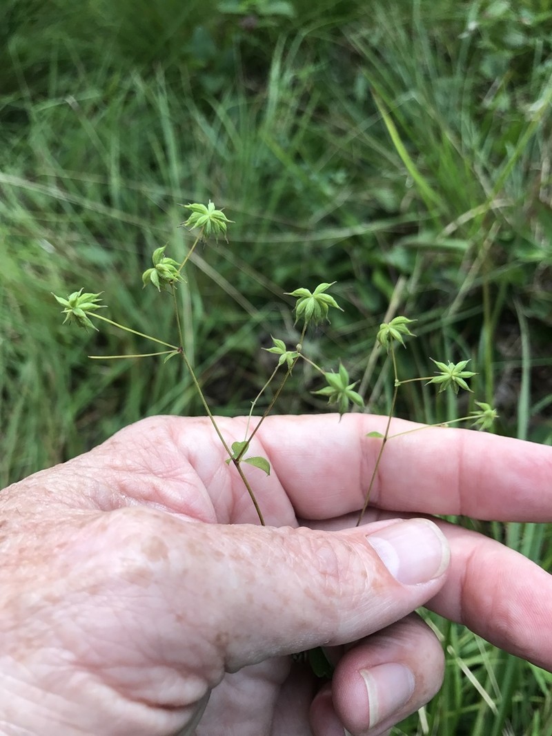 Piedmont Meadow-Rue photo 6