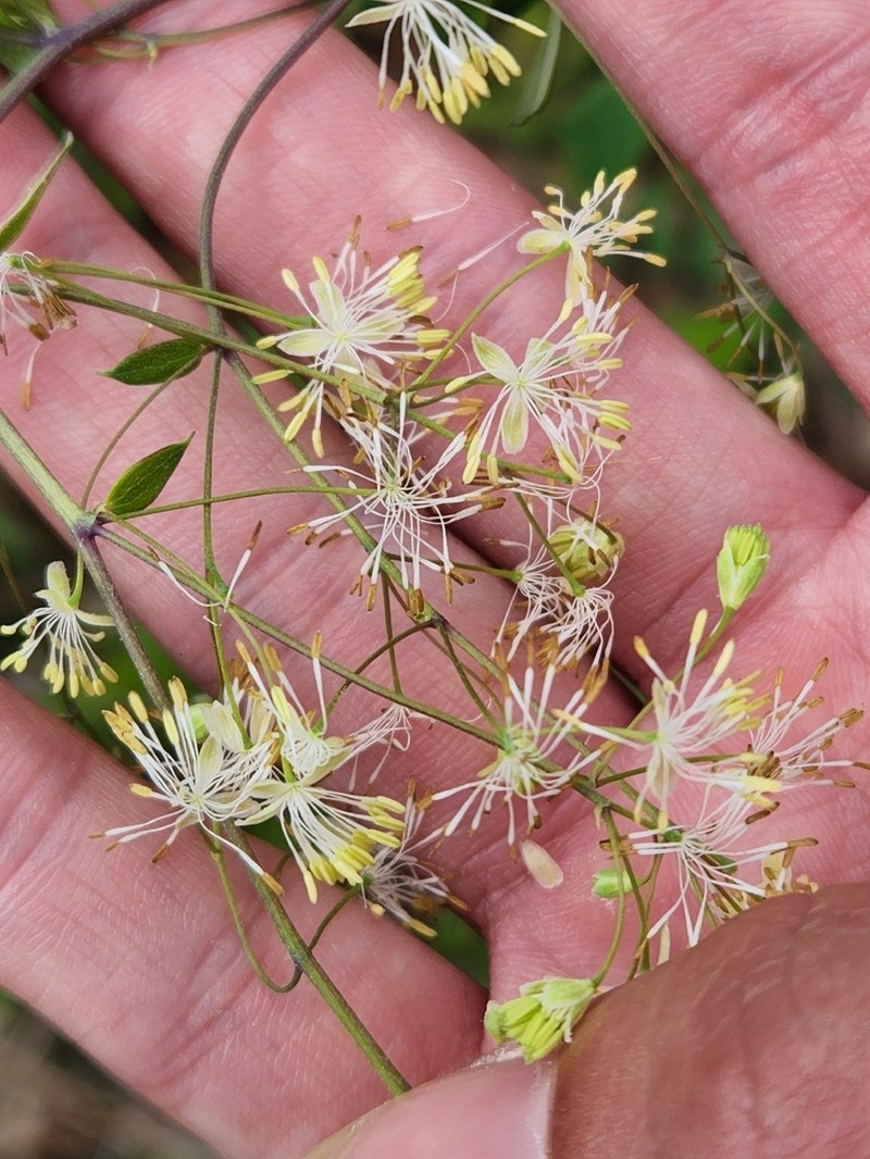 Piedmont Meadow-Rue photo 7