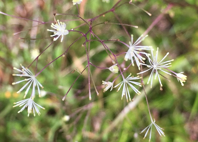 Piedmont Meadow-Rue photo 8