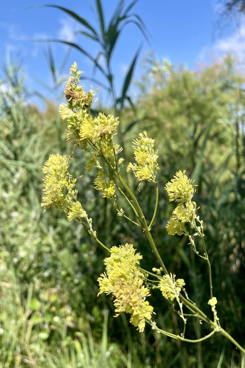Thalictrum maritimum photo 2