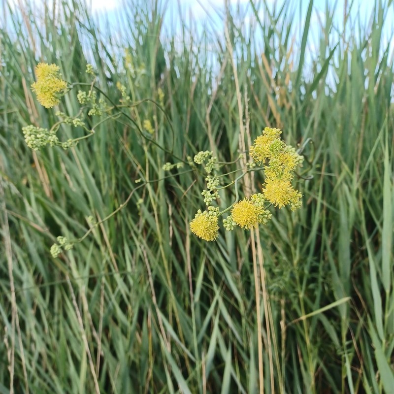 Thalictrum maritimum photo 3