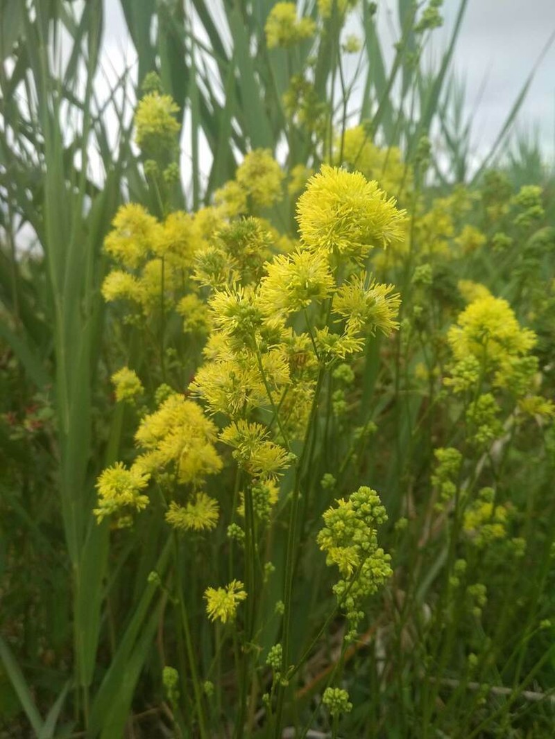 Thalictrum maritimum photo 4