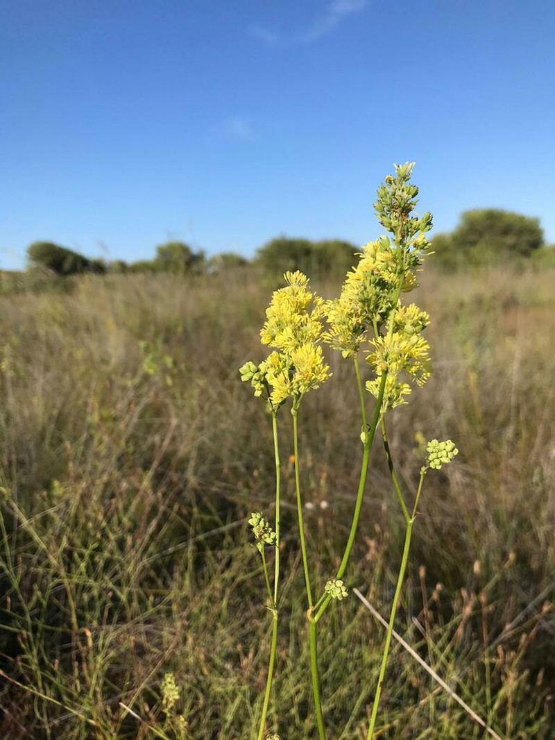 Thalictrum maritimum photo 5