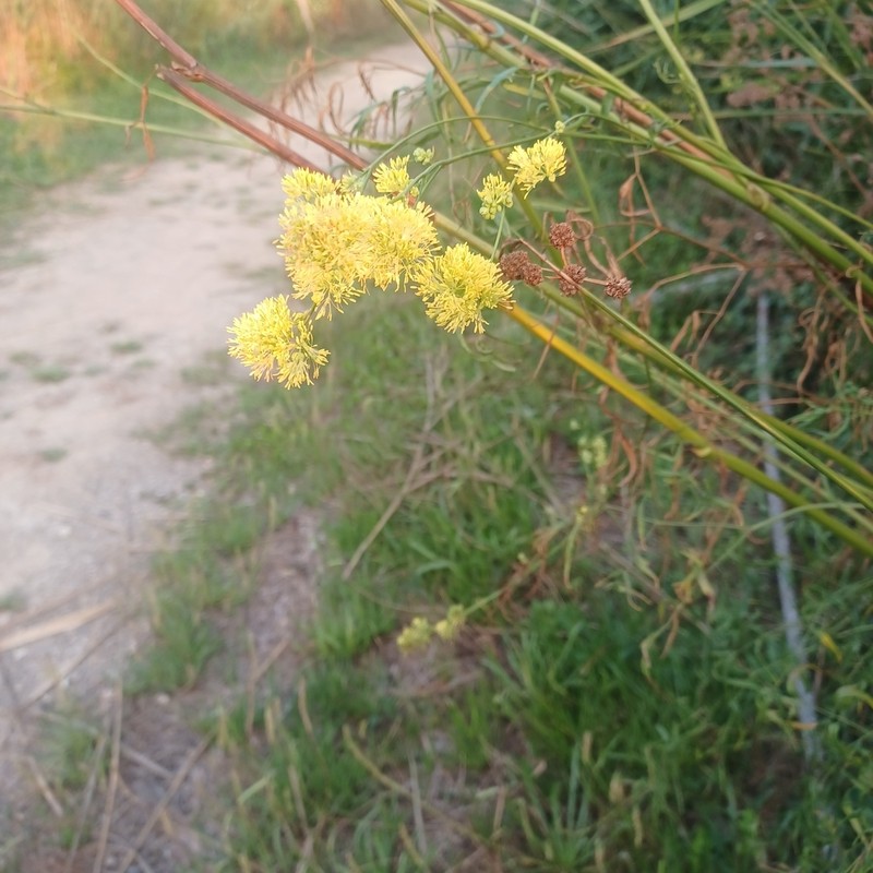 Thalictrum maritimum photo 7