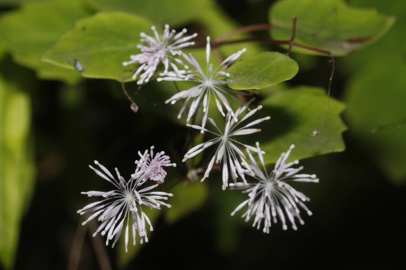 Thalictrum microgynum