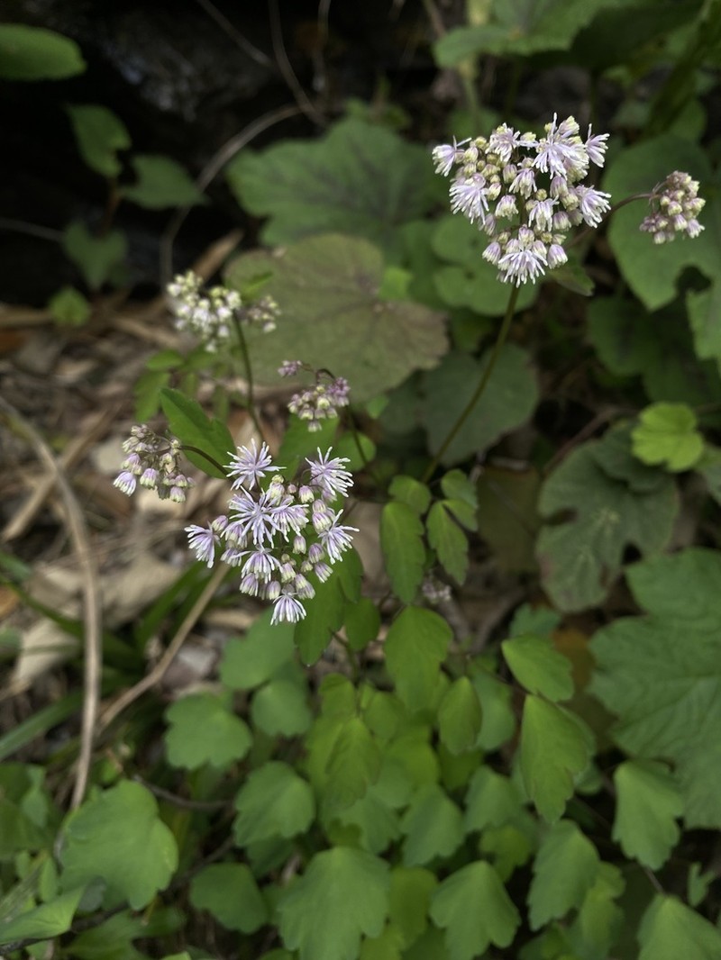Thalictrum microgynum photo 2