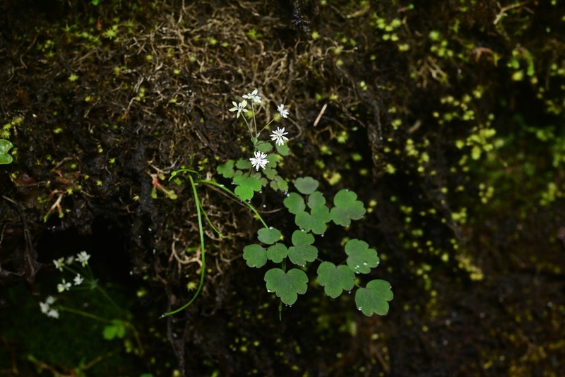 Thalictrum microgynum photo 3