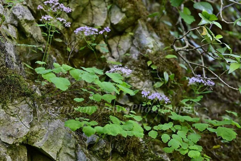 Thalictrum microgynum photo 4