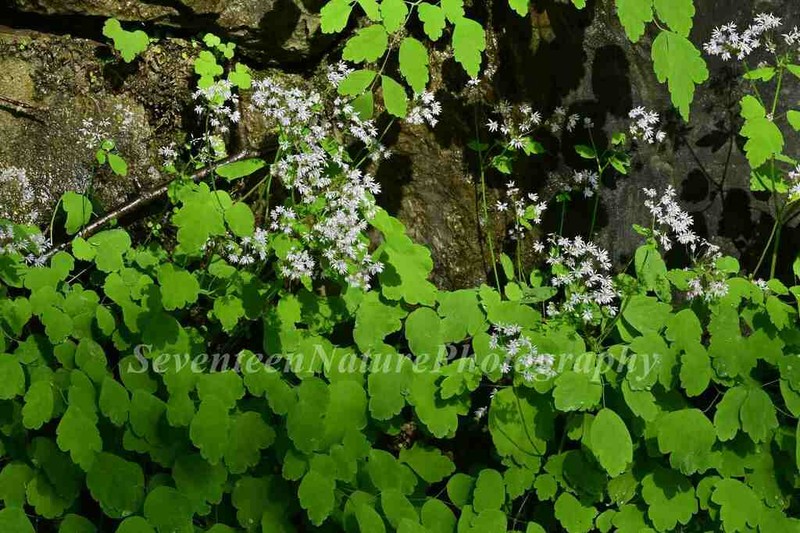 Thalictrum microgynum photo 5