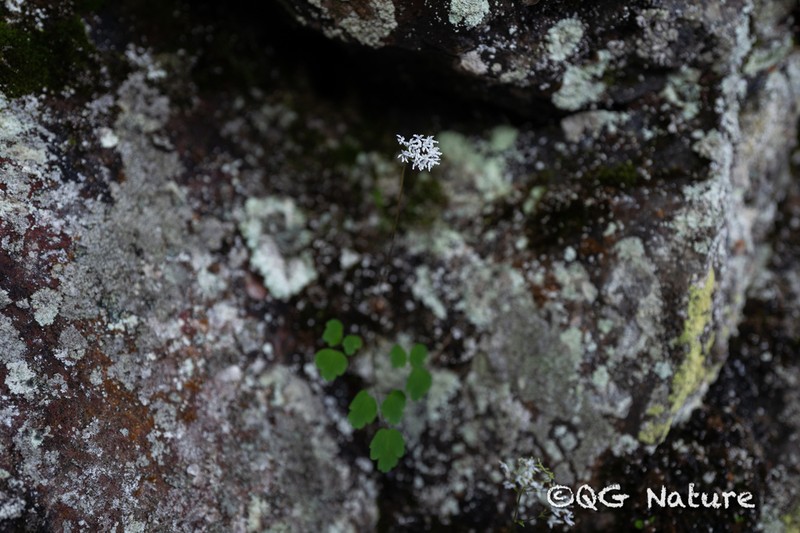 Thalictrum microgynum photo 6