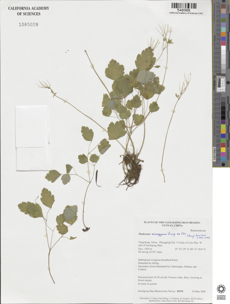 Thalictrum microgynum photo 7