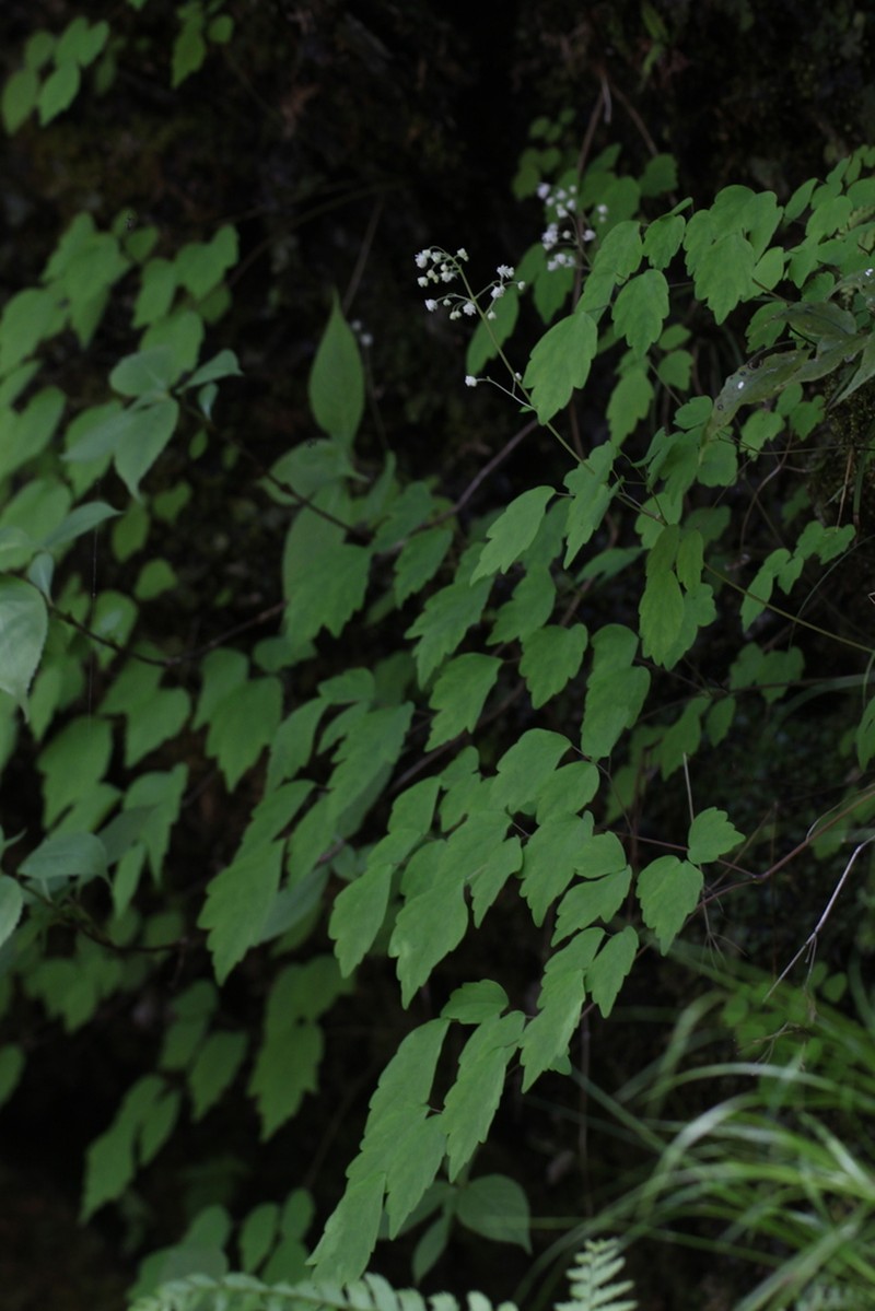 Thalictrum microspermum