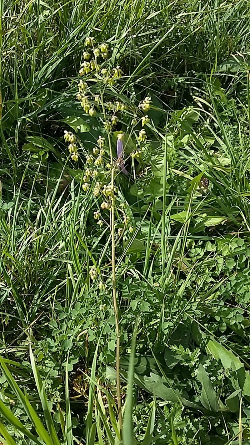 Lesser Meadow-Rue photo 3