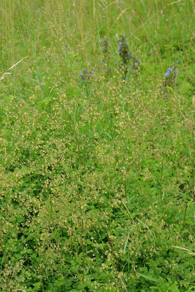 Lesser Meadow-Rue photo 4