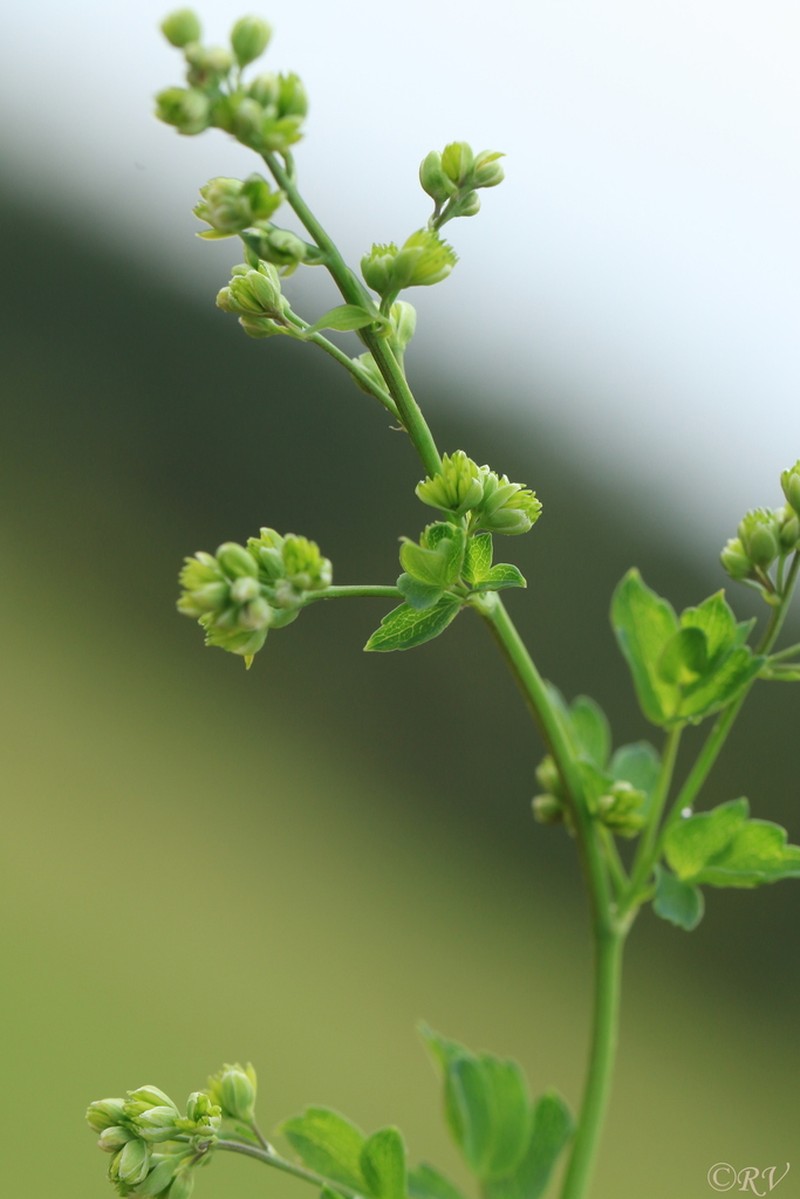 Lesser Meadow-Rue photo 6