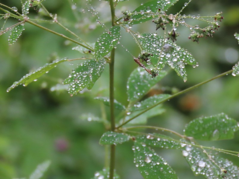 Lesser Meadow-Rue photo 7