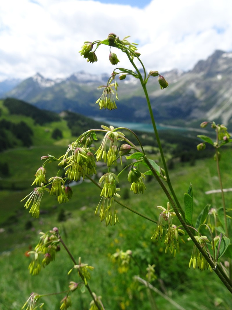 Lesser Meadow-Rue photo 8