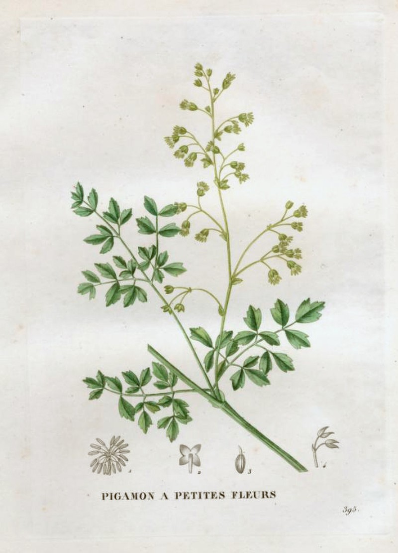 Lesser Meadow-Rue