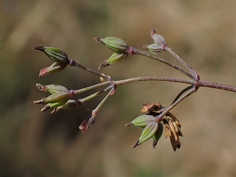 Lesser Meadow-Rue photo 2
