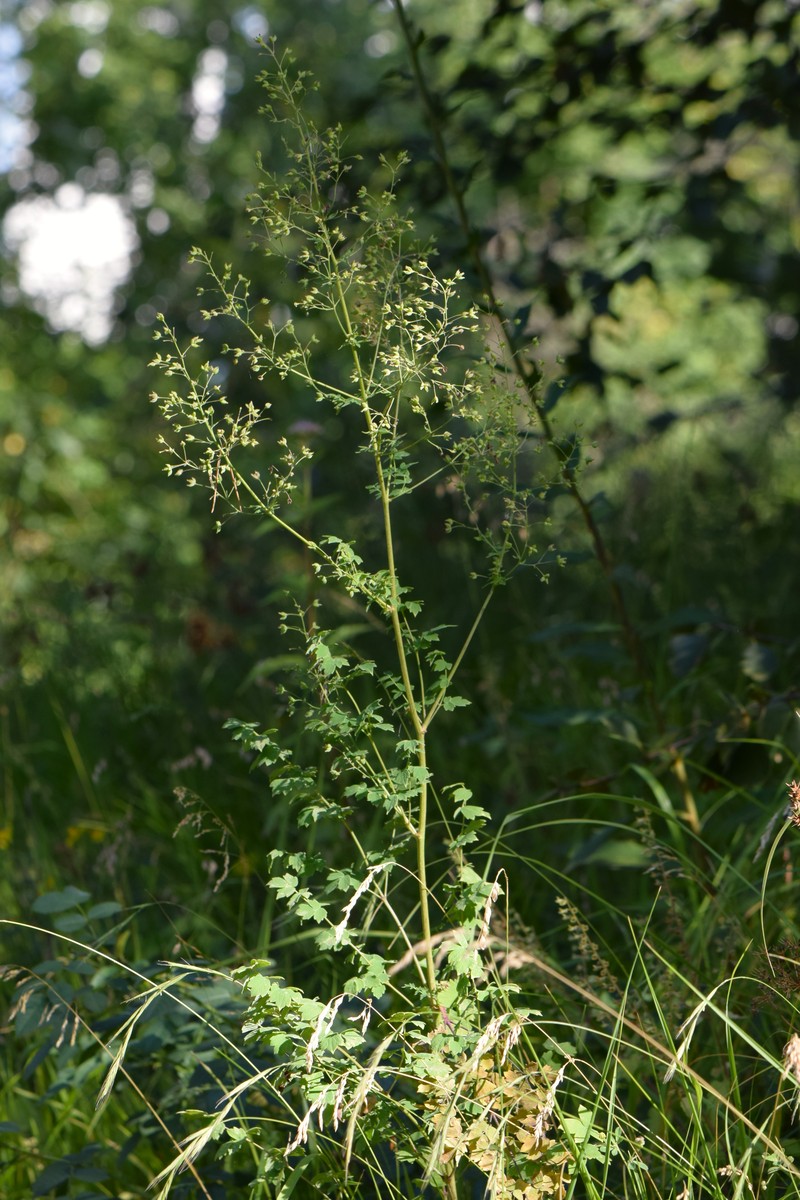 Lesser Meadow-Rue photo 3