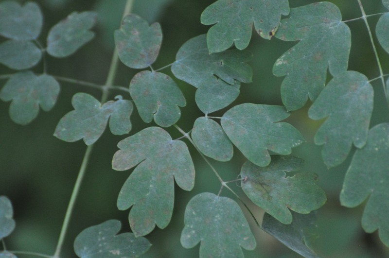 Thalictrum minus subsp. elatum