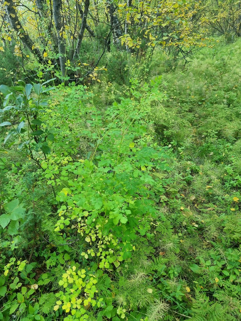 Thalictrum minus subsp. elatum photo 2