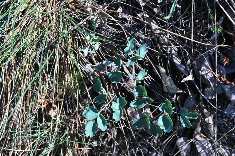 Thalictrum minus subsp. majus photo 2