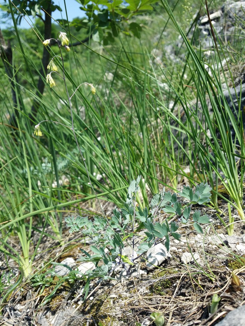 Thalictrum minus subsp. majus