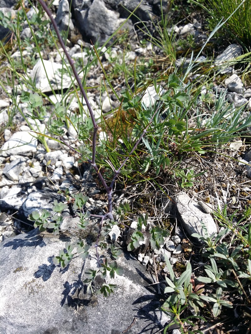 Thalictrum minus subsp. majus photo 3