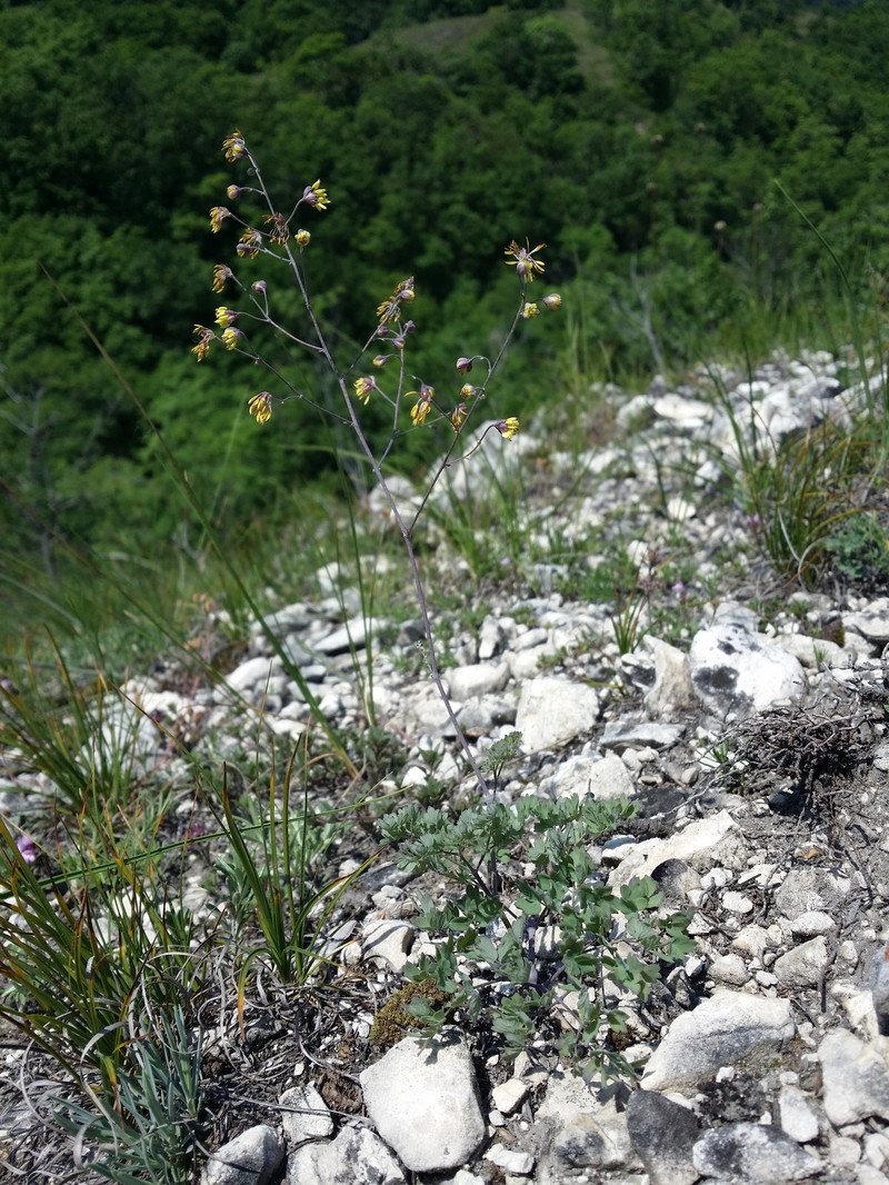 Thalictrum minus subsp. majus photo 4