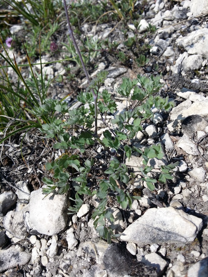Thalictrum minus subsp. majus photo 5