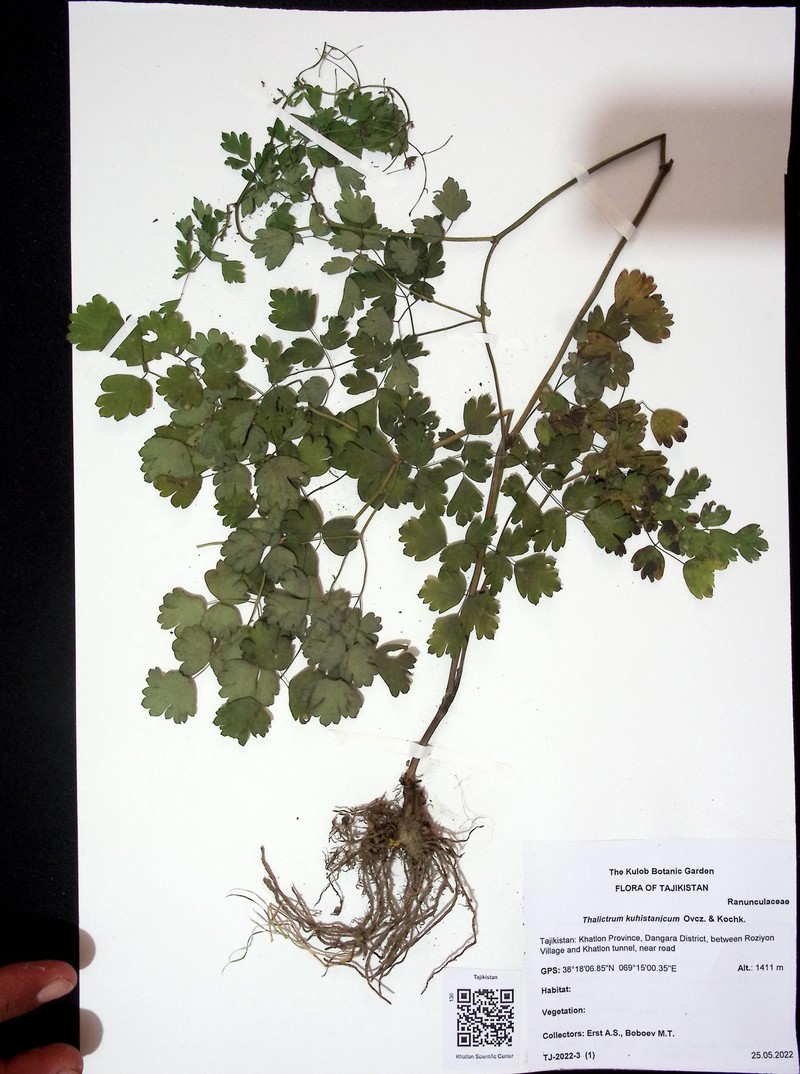 Thalictrum minus subsp. maxwellii