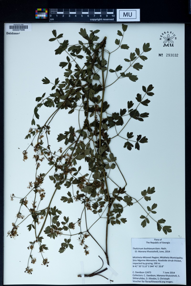 Thalictrum minus subsp. maxwellii photo 2