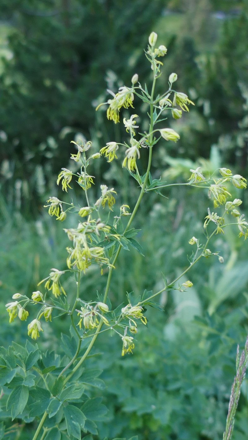 Thalictrum minus subsp. minus