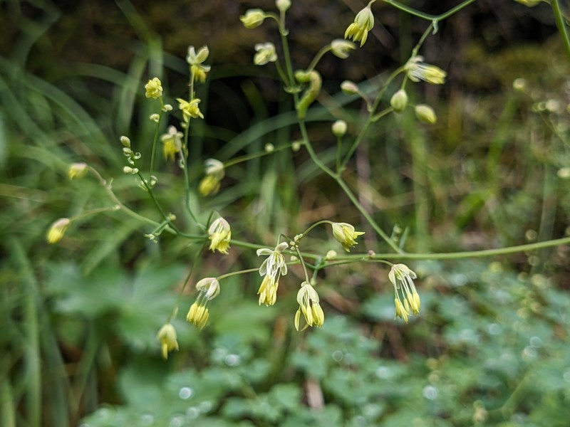 Thalictrum minus subsp. minus photo 2