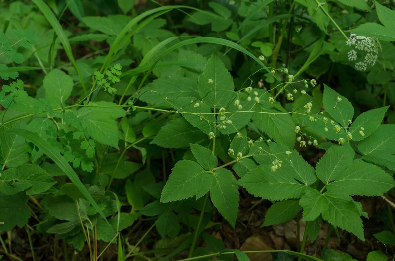 Thalictrum minus subsp. minus photo 3