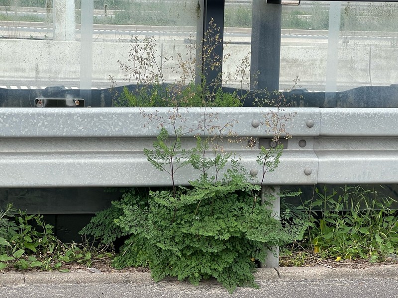 Thalictrum minus subsp. minus photo 4