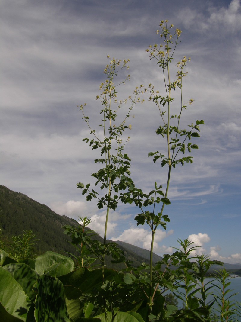 Thalictrum minus subsp. pavlovii