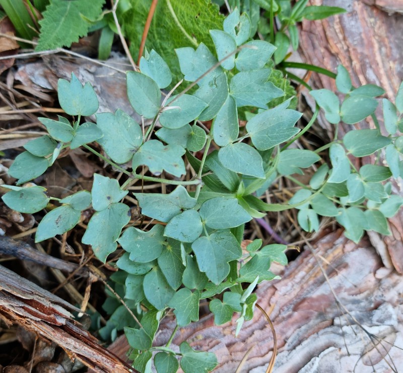 Thalictrum minus subsp. pseudominus photo 2