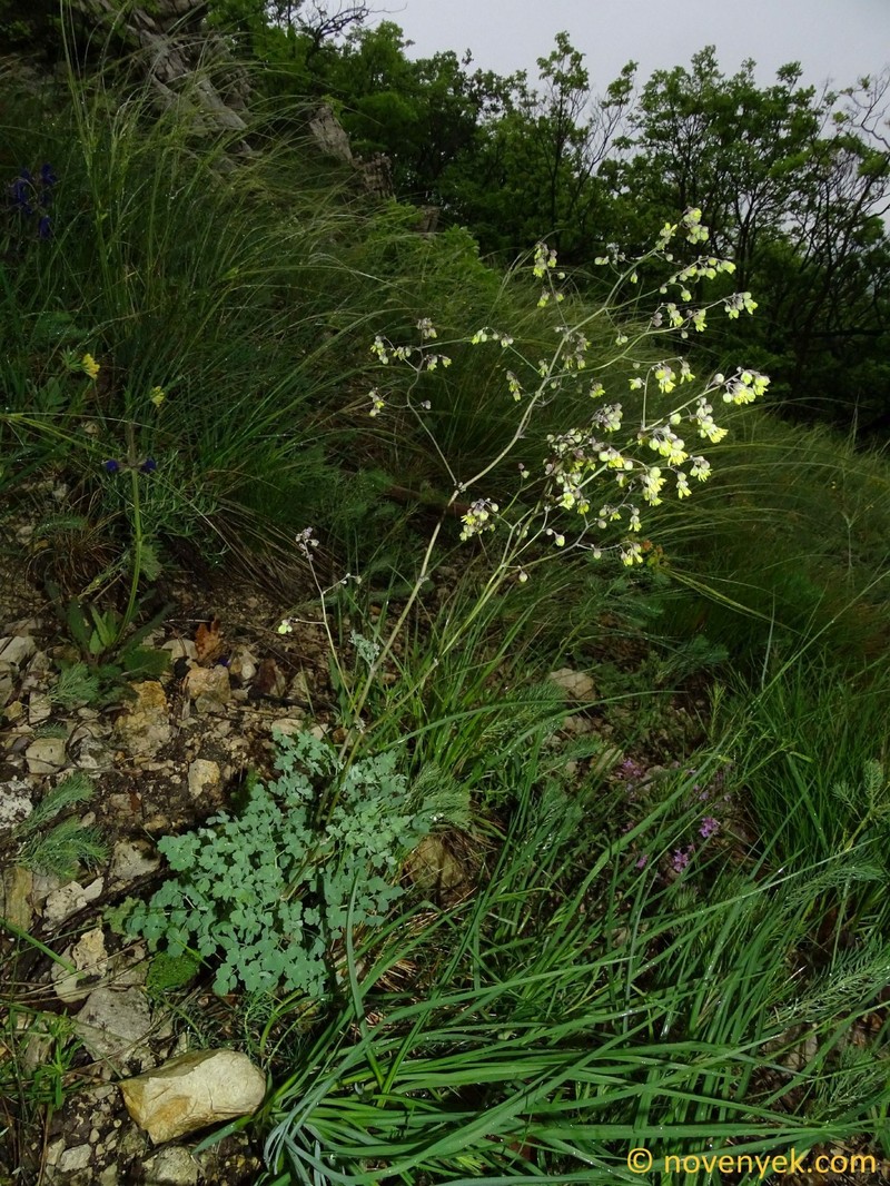 Thalictrum minus subsp. pseudominus photo 3