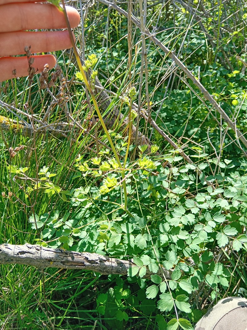 Thalictrum minus subsp. saxatile