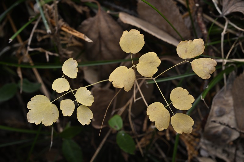 Thalictrum minus subsp. thunbergii
