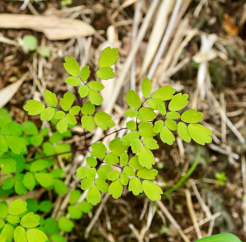 Thalictrum minus subsp. thunbergii photo 2