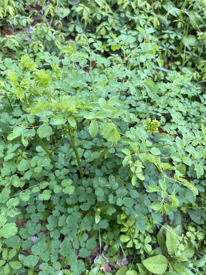 Thalictrum minus subsp. thunbergii photo 3