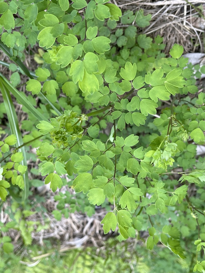 Thalictrum minus subsp. thunbergii photo 4